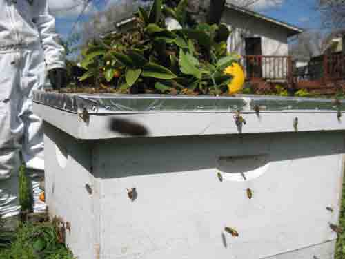 Hive houses a swarm with lemon branch on top.