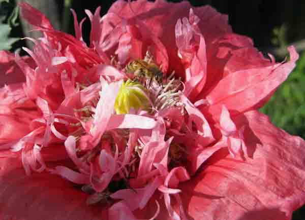 Bees in pink poppy