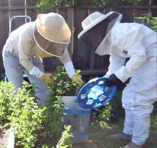 Pamina placed  the bees in the bucket while I stood by with the lid.