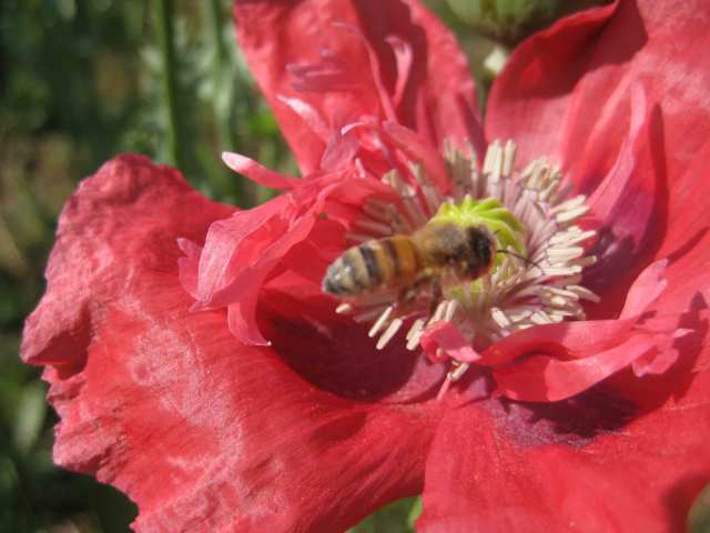 Bee dusty with pollen in pink poppy.