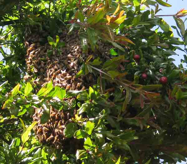 Swarm in pomegranite tree.