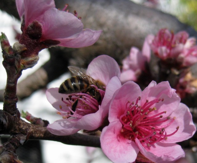 Bee gathering pollen from a peach flower