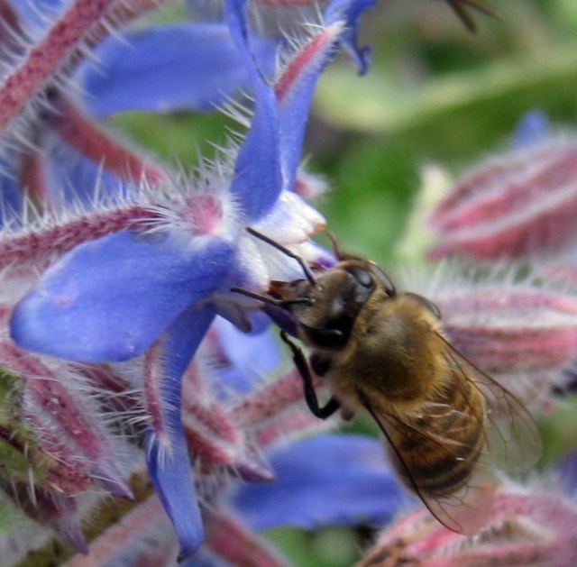 Bee in a borage flower