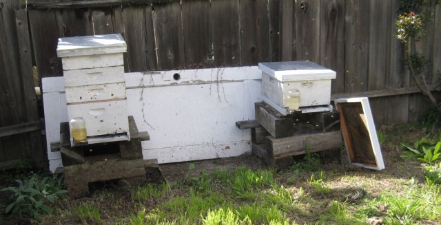 New hive next to an established hive