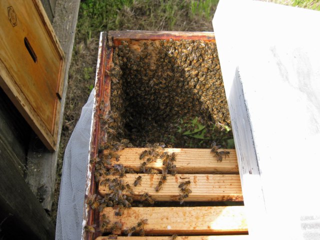 The swarm in a super with some frames and leaves