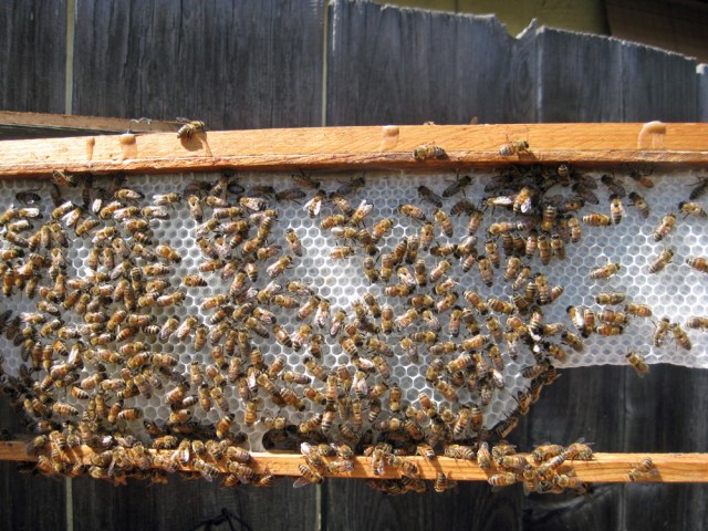 Just in case anyone thinks it's a trick of the lighting, here's a view of the white wax from another direction.