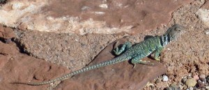 lizrd-closeup collared lizard
