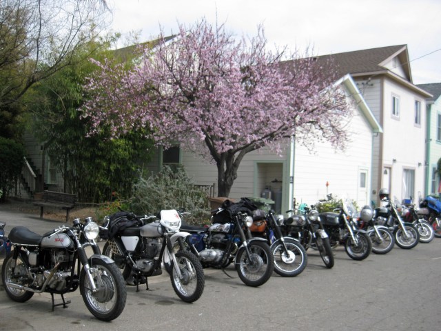 walnut-grove-with-flowering-tree
