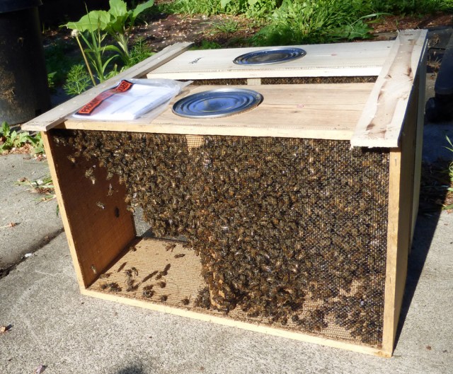 A package is one queen and four pound of bees in each nuc