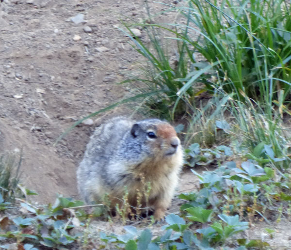 When we arrived at the campground, hundreds of these critters poked their heads up.  Their holes meant you had to watch where you were walking.  